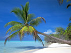 Summer wallpapers51